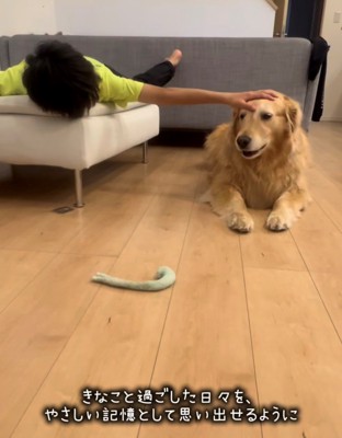 ソファから手を伸ばす子どもと頭をなでられる犬