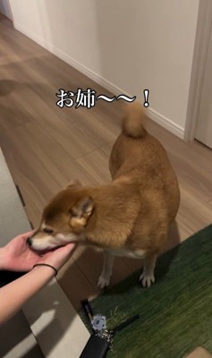 お姉ちゃん帰宅時のけいちゃん3