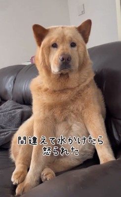 チャウ柴のぽぽ太くん