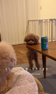 ジュリちゃんの猛抗議5