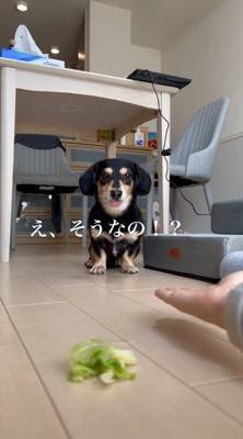 舌を出して飼い主を見つめる犬