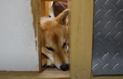 隙間から除く柴犬