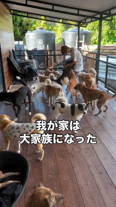 飼い主の前に列を作る犬たち
