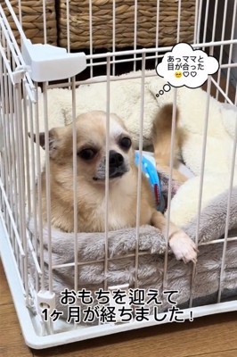 耳を倒すおもちちゃん