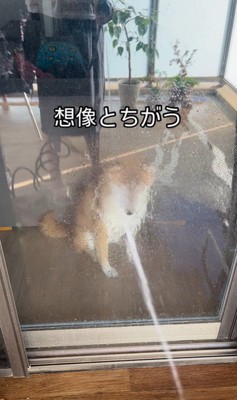 けいちゃんにガラス越しに水をかけたら…2