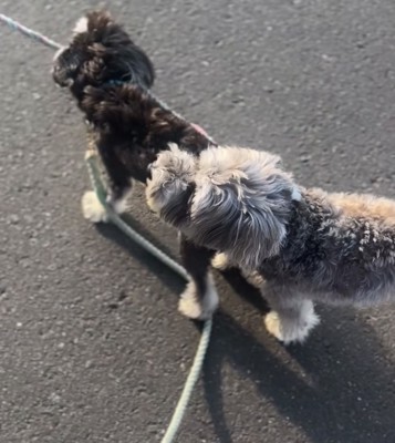 もう1匹のリードを噛む犬2