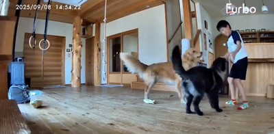 熱めのナデナデ！