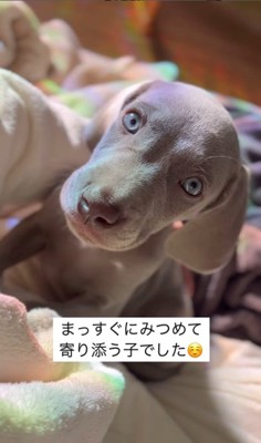 飼い主さんに甘えるジョージくん5