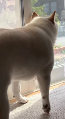 立ち上がって窓の外をのぞく犬