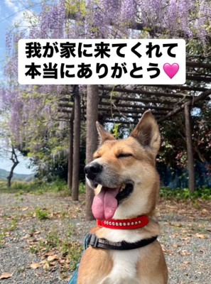 笑顔の犬