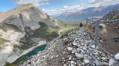 向かいにある山を眺める2頭の犬