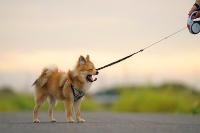 散歩中にあくび