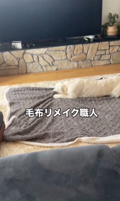 毛布にイタズラするいくらちゃん4