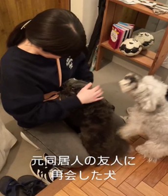 飛びつく犬2匹