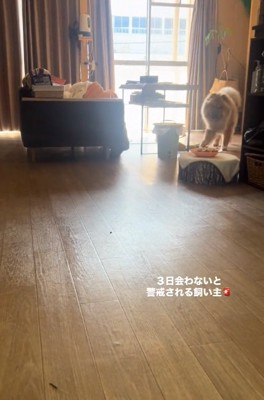 近づいてくるうーちゃん