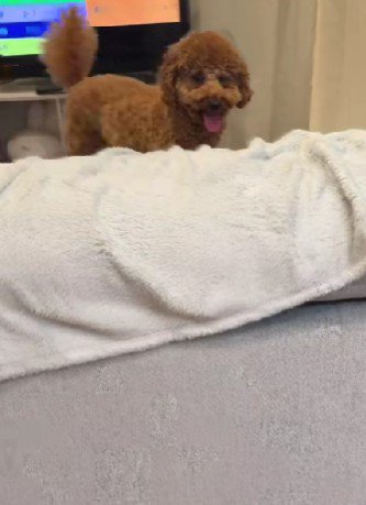 なんだか誇らしげ