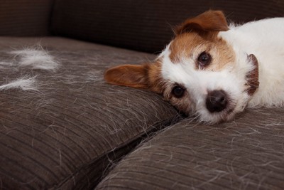 ソファーに犬と抜け毛