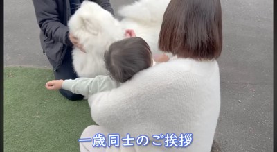 男の子が泣き始めて顔を逸らすサモエド
