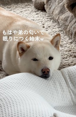 眠そうなカナちゃん