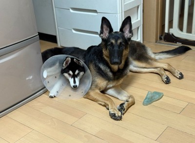 仲良しな姉妹にホッコリ