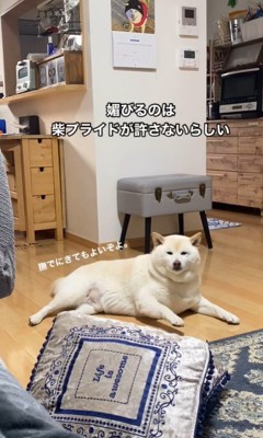 ごん太くんのナデナデ要求4