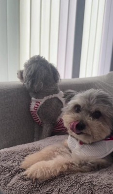 とっても優しい性格だとか