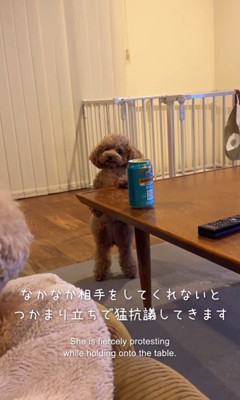 ジュリちゃんの猛抗議2