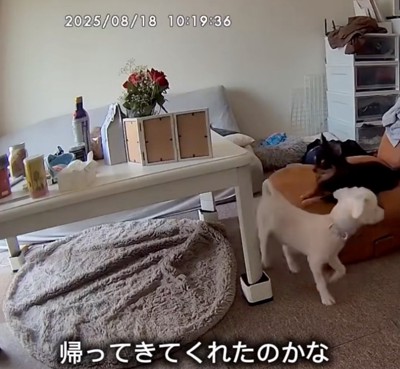 ウロウロと歩き出す犬