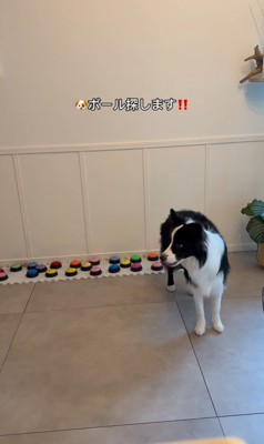 飼い主さんを呼び続けるサンゴくん8