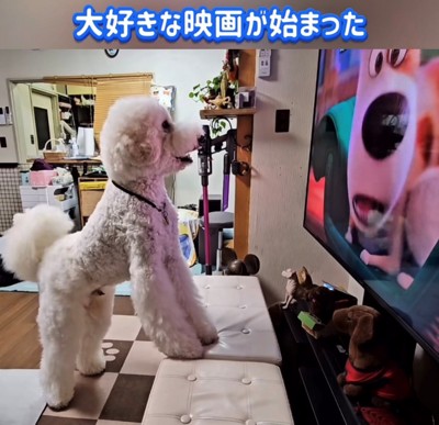 テレビの前で立ち上がって画面を見つめる犬