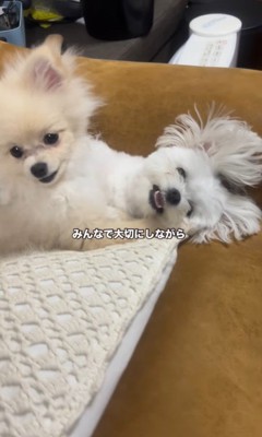 アムちゃんとアオくん9