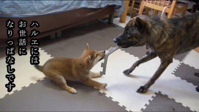 マットを咥えて引っ張り合う子犬と成犬