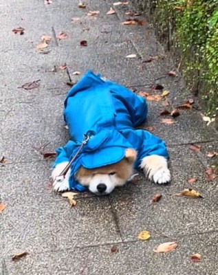 うつ伏せになって飼い主を見つめる犬