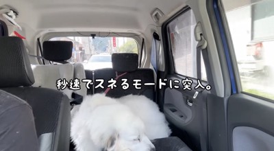 スネちゃった！