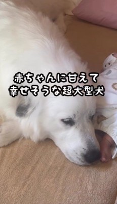 グレートピレニーズのシュシュちゃん