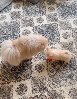 優しく見守る犬