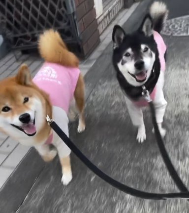 一緒に歩く2頭の柴犬