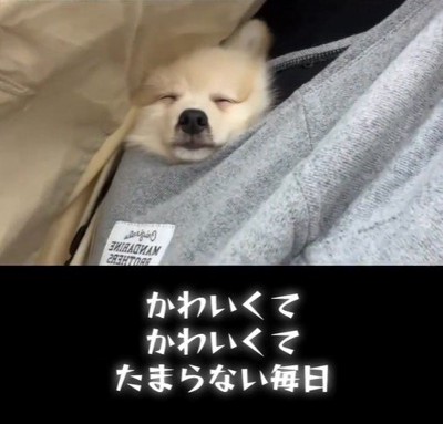 ラテくんのビフォーアフター3