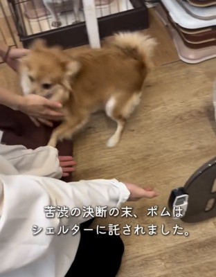 人の前で歩く犬