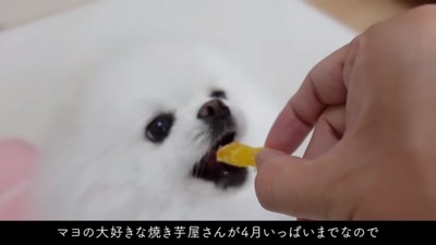 おやつを食べるマヨちゃん