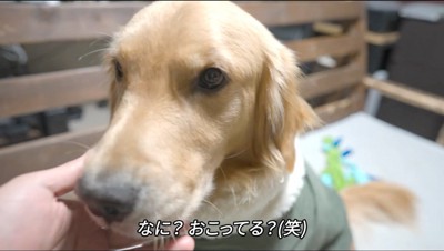 犬の顔に手を添える男性