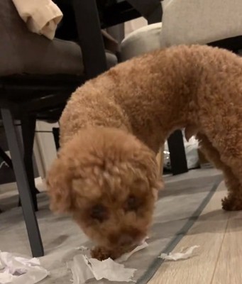 名前を呼ばれたアフロくん