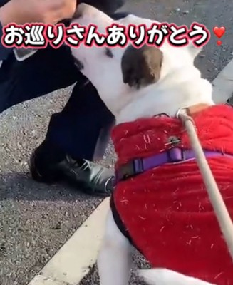 見上げる犬