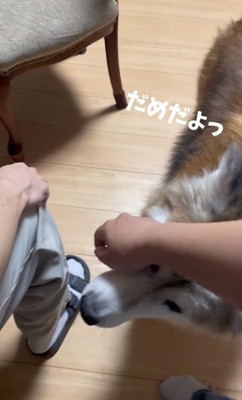 優しく諭すごん太郎くん