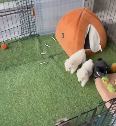 3頭一緒にハウスから出てくる柴犬パピー