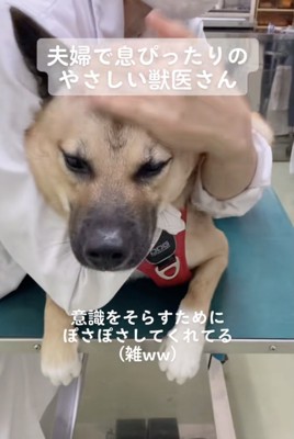 診察台で緊張気味のうーらんくん