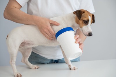 足を水洗いする犬