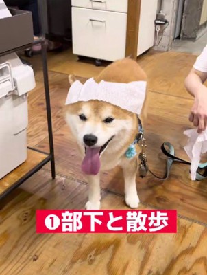 お散歩も業務のひとつです