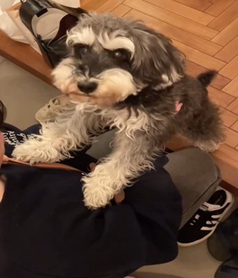 こちらを見る犬