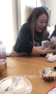 お弁当を盗む豆蔵くん4